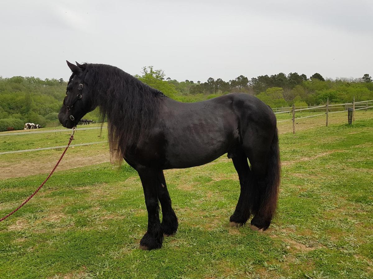 Gite Equestre Domaine Des Crins - Monpazier Capdrot Luaran gambar