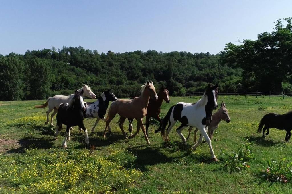 Gite Equestre Domaine Des Crins - Monpazier Capdrot Luaran gambar